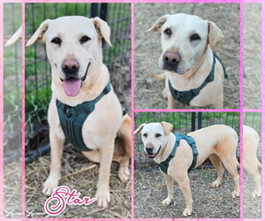 Labrador Retriever-Unknown Mix Dogs for adoption in Blacksburg, SC, USA