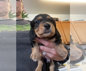 Dachshund Puppy for sale in ASHLAND, NE, USA