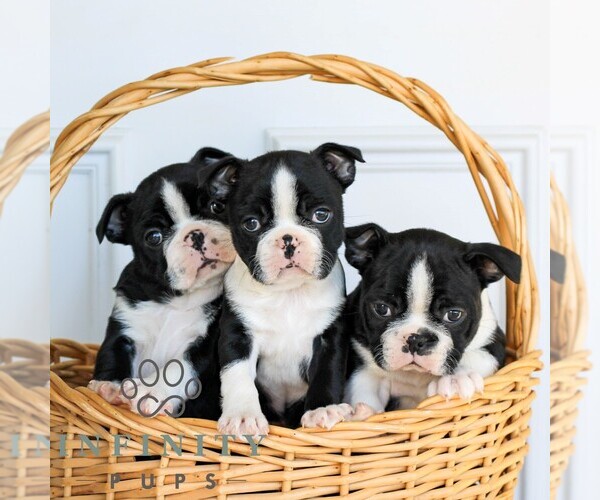 Medium Photo #2 Boston Terrier Puppy For Sale in MANHEIM, PA, USA