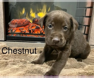 Labrador Retriever Puppy for sale in DAVENPORT, IA, USA