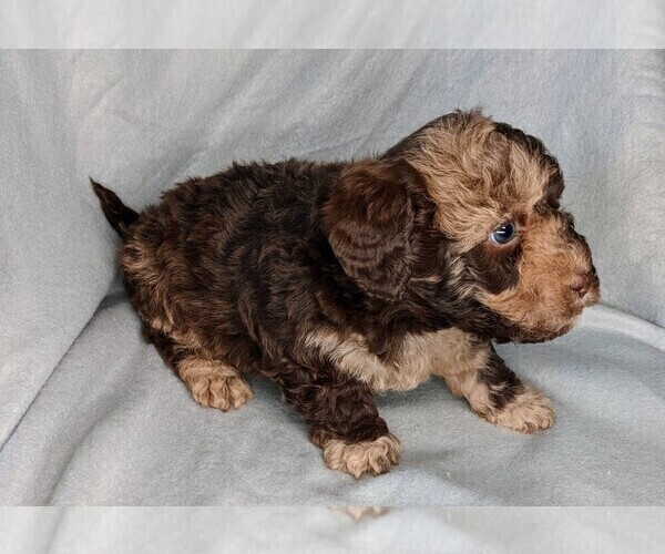 Medium Photo #8 Miniature Labradoodle Puppy For Sale in SYRACUSE, IN, USA