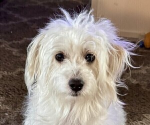 Mother of the Cavapoo (Miniature)-Maltipoo (Miniature) Mix puppies born on 01/23/2026