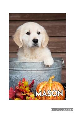 Medium Photo #5 Golden Retriever Puppy For Sale in ARCADE, GA, USA