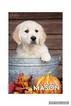 Small Photo #5 Golden Retriever Puppy For Sale in ARCADE, GA, USA
