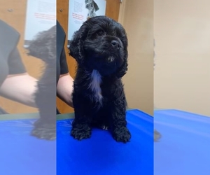 Cocker Spaniel Puppy for sale in RAEFORD, NC, USA