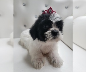 Shih Tzu Puppy for sale in BARSTOW, CA, USA