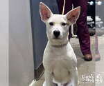 Small Carolina Dog Mix
