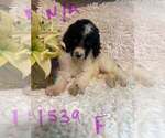 Small Poodle (Standard)