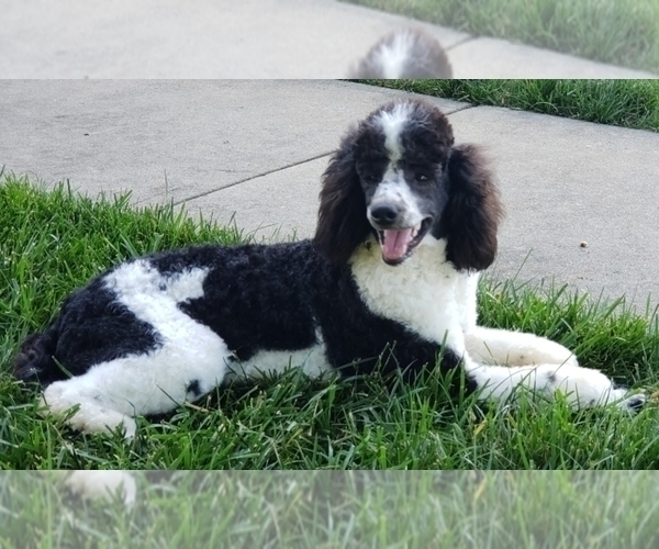 Medium Photo #1 Poodle (Miniature) Puppy For Sale in WINSTON SALEM, NC, USA