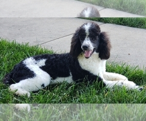 Father of the Poodle (Miniature) puppies born on 01/18/2025
