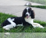 Small Photo #1 Poodle (Miniature) Puppy For Sale in WINSTON SALEM, NC, USA