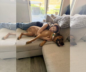 Mastiff Dogs for adoption in Goodyear, AZ, USA
