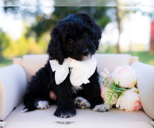 Border Collie-Poodle (Miniature) Mix Puppy for sale in CONWAY, MO, USA