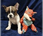 Small Photo #3 American Bullnese Puppy For Sale in PHELAN, CA, USA
