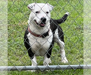 Mutt Dogs for adoption in Yardley, PA, USA