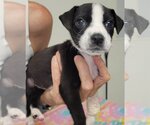 Small #6 Boxador