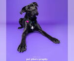 Small Photo #2 Labrador Retriever-Unknown Mix Puppy For Sale in Fargo, ND, USA