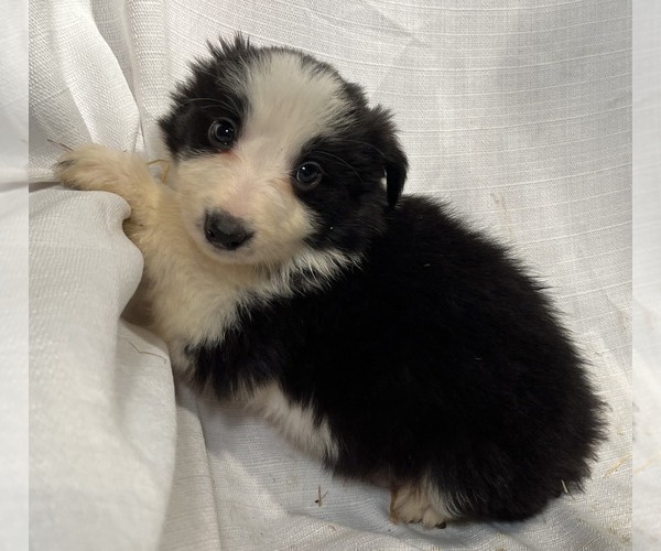 Medium Photo #3 Border Collie Puppy For Sale in MOSIER, OR, USA