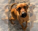 Small #3 Dachshund-Rhodesian Ridgeback Mix