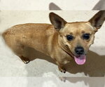 Small #6 Chihuahua Mix