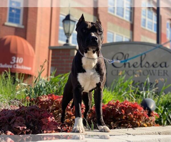 Medium Photo #2 American Staffordshire Terrier Puppy For Sale in STOCKBRIDGE, MI, USA