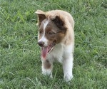 Small Photo #8 Miniature Australian Shepherd Puppy For Sale in EVERTON, MO, USA