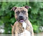 Small Plott Hound Mix