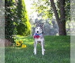 Small #6 Huskies  Mix