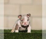 PRINCE - Male English Bulldog Puppy for Sale - Small photo