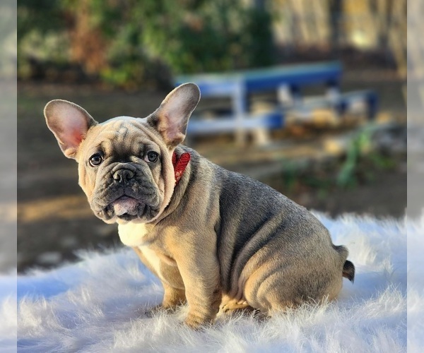 Medium Photo #1 French Bulldog Puppy For Sale in CRANSTON, RI, USA