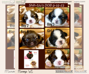 Shih Tzu Puppy for sale in MARENGO, WI, USA