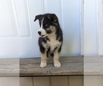 Small Photo #13 Siberian Husky Puppy For Sale in TONOPAH, NV, USA