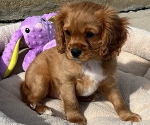 Cavalier King Charles Spaniel Puppy for sale in LOCKPORT, IL, USA