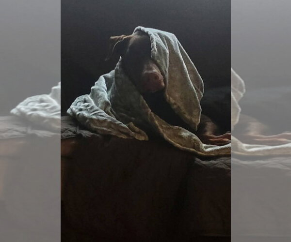 Medium Photo #3 Doberman Pinscher Puppy For Sale in Buffalo, MN, USA