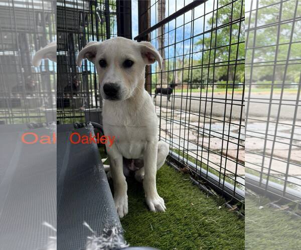 Medium Photo #2 Anatolian Shepherd Puppy For Sale in Turlock, CA, USA