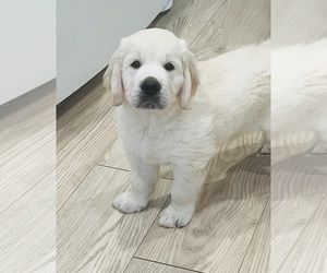 English Cream Golden Retriever Litter for sale in REDDING, CA, USA