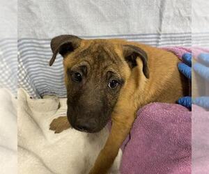 Mutt Dogs for adoption in Modesto, CA, USA
