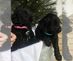 Small Photo #4 Goldendoodle Puppy For Sale in LEOMA, TN, USA