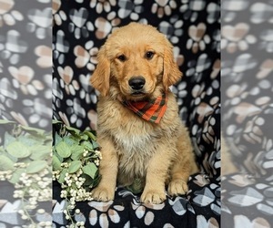 Golden Retriever Puppy for sale in OXFORD, PA, USA
