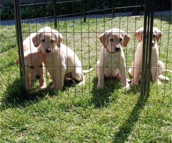 Medium Photo #5 Labrador Retriever Puppy For Sale in TERREBONNE, OR, USA