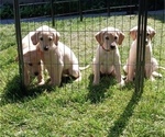 Small #4 Labrador Retriever