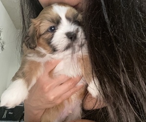 Shih Apso Puppy for sale in HILLSBORO, OR, USA