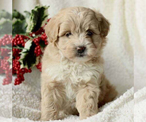 Medium Photo #1 Havapoo Puppy For Sale in LEOLA, PA, USA