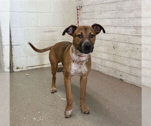 Labrador Retriever-Unknown Mix Dogs for adoption in San Bernardino, CA, USA