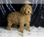 Small #2 Goldendoodle (Miniature)