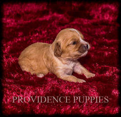 Cavalier King Charles Spaniel-Poodle (Toy) Mix Puppy for sale in WAYLAND, IA, USA