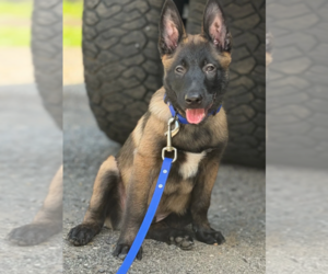 Medium Belgian Malinois