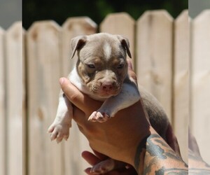 American Bully Puppy for sale in CRESTVIEW, FL, USA
