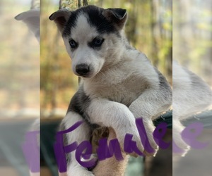 Siberian Husky Puppy for sale in WILLIAMSBURG, VA, USA