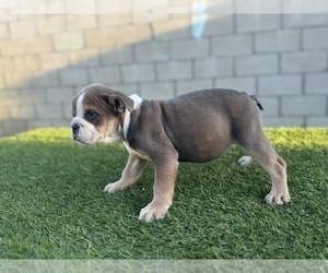 English Bulldog Puppy for sale in TAMPA, FL, USA
